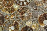 Plate Made Of Agatized Ammonite Fossils #51049-1